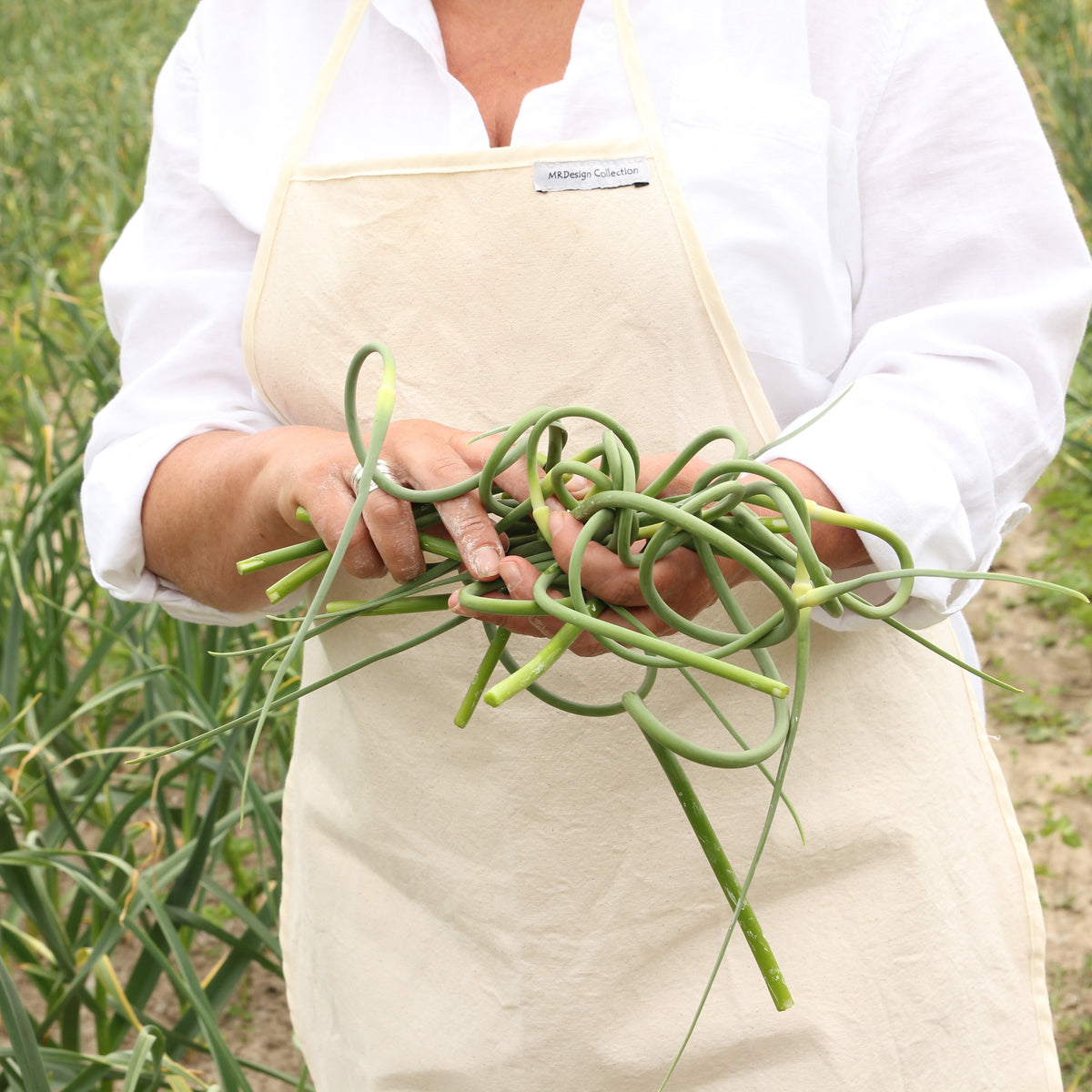 Comment cultiver l'ail de la plantation à la transformation.